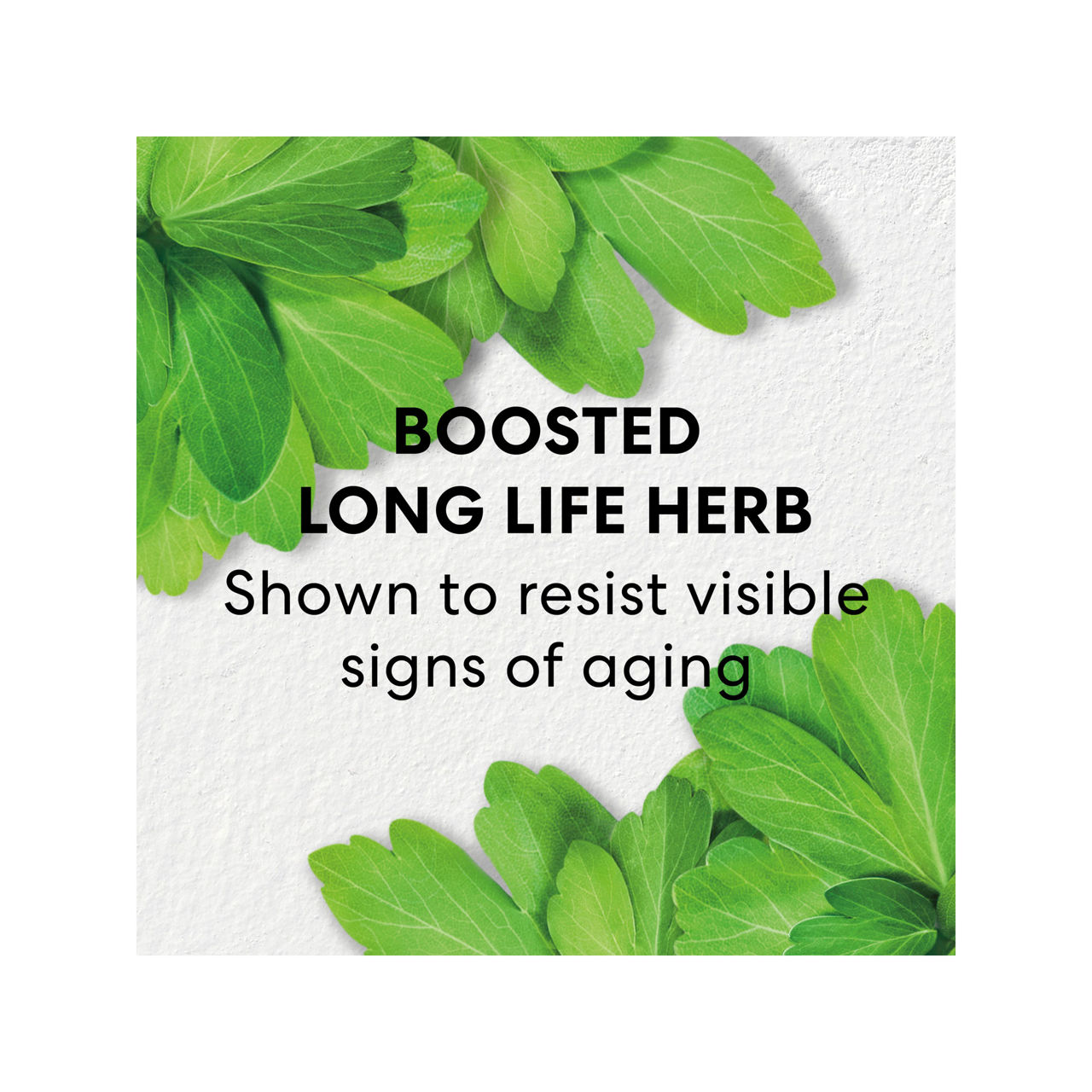 SKINLONGEVITY Long Life Herb Night Treatment SKINLONGEVITY Long Life Herb Night Treatment
