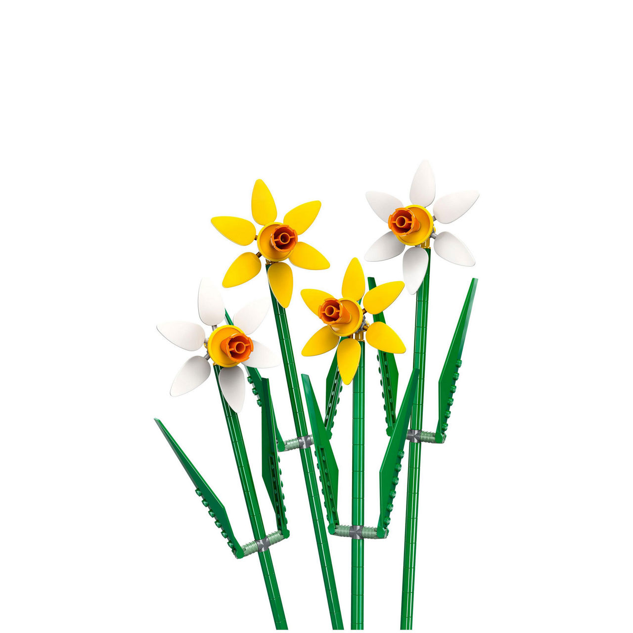 Daffodils