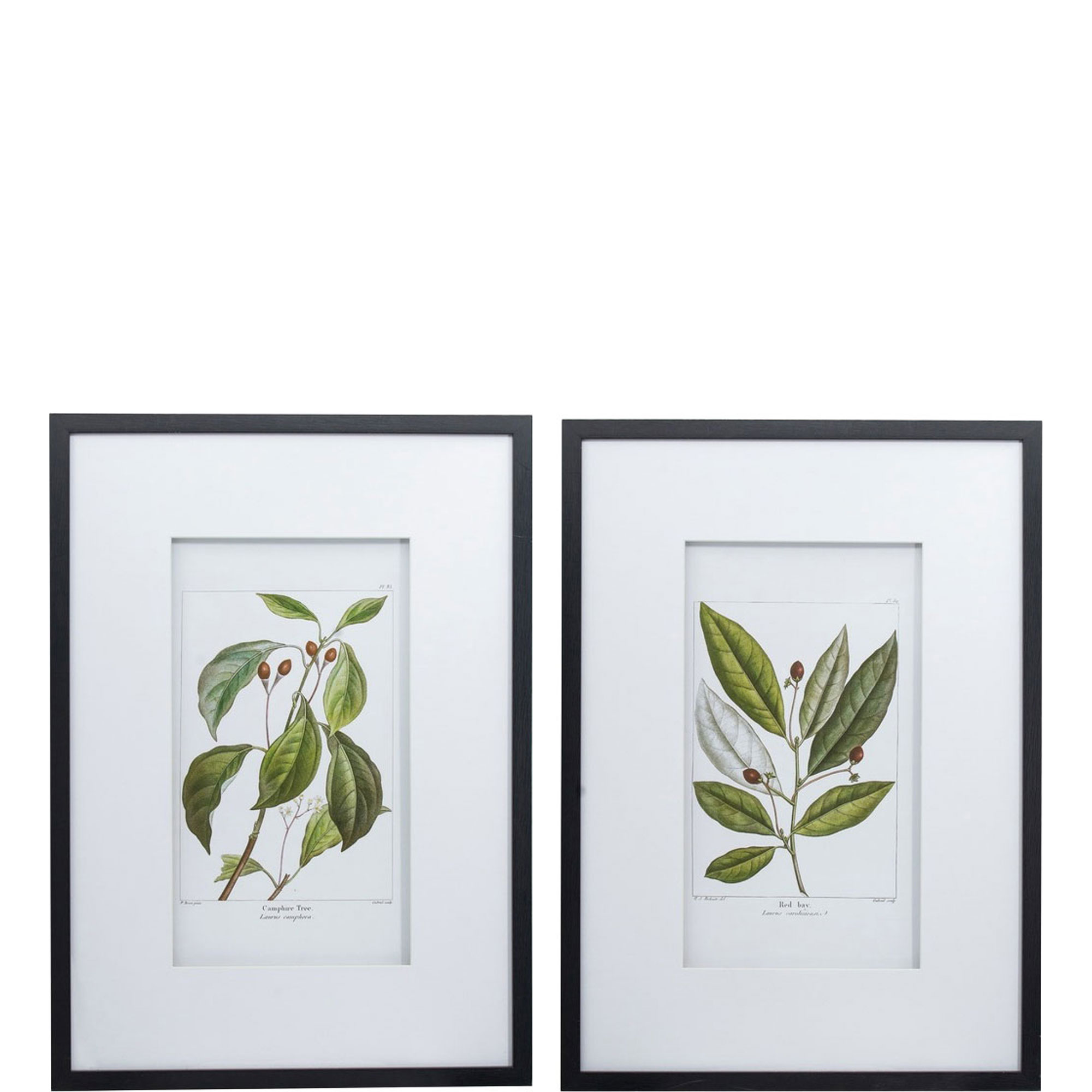 Botanical Wall Art 1 Two-Piece Set