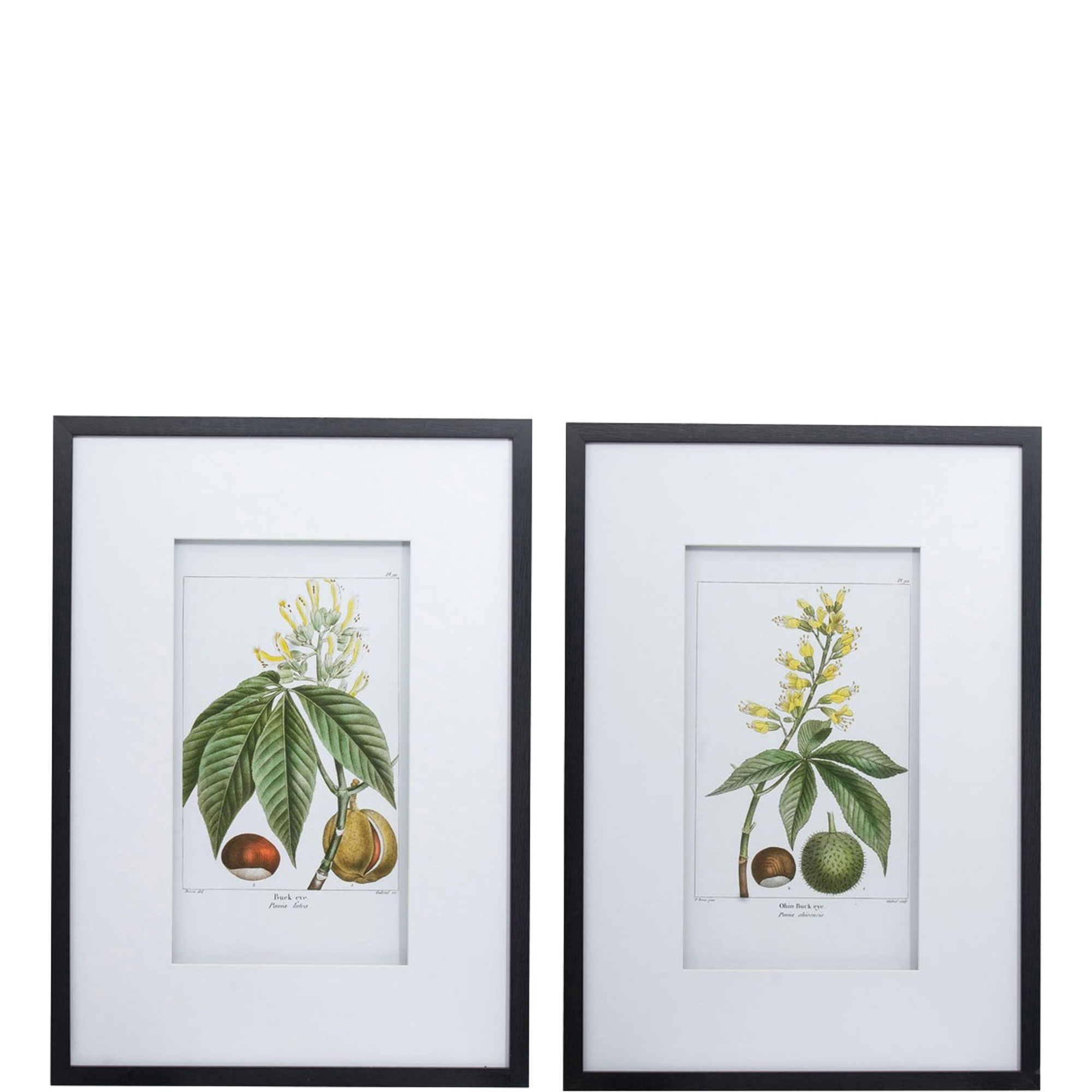 Botanical Wall Art 2 Two-Piece Set