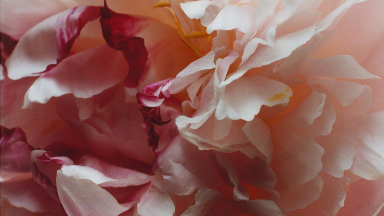 Close up of flowers