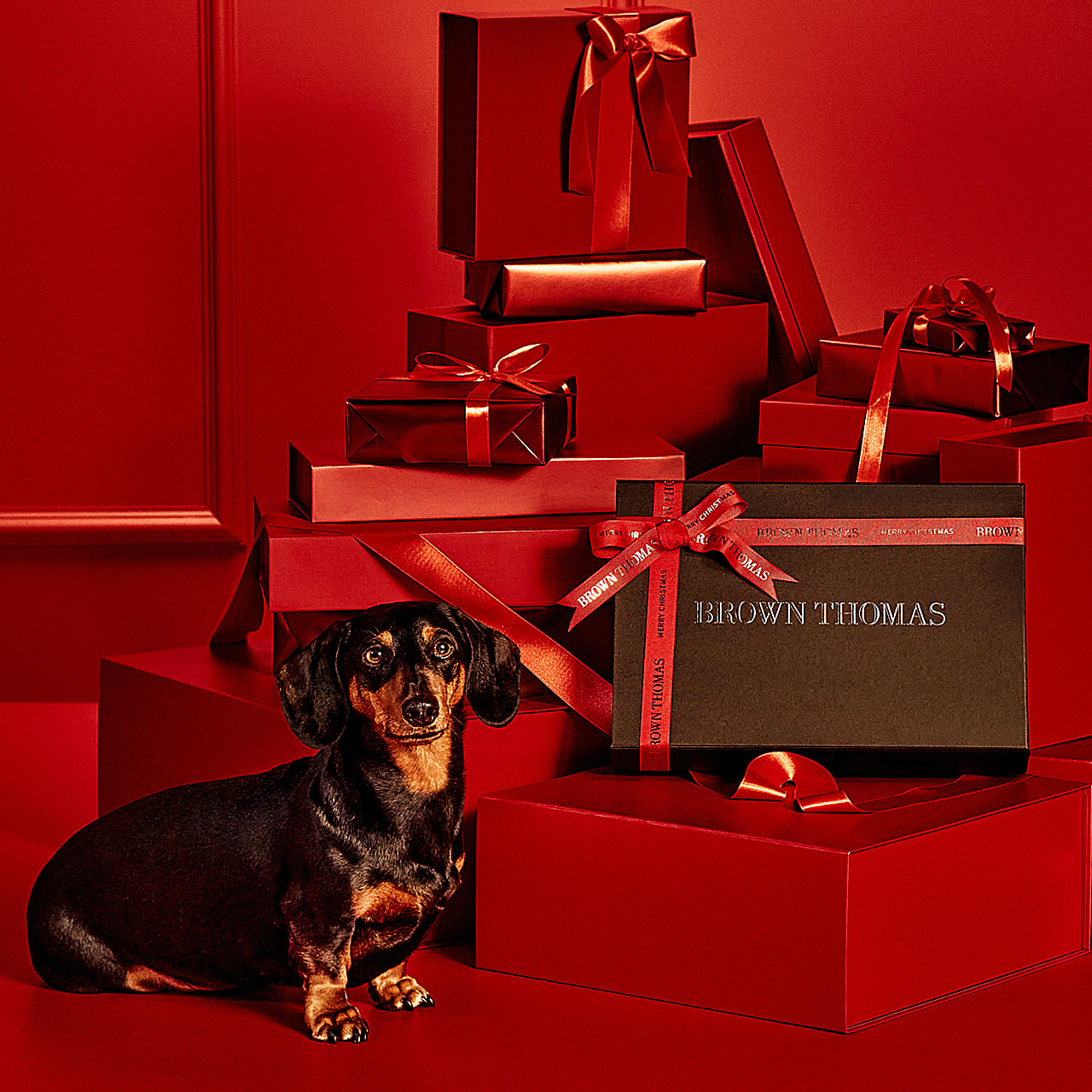 A dachshund sits in front of a stack of red gift boxes with ribbons, set against a matching red background.