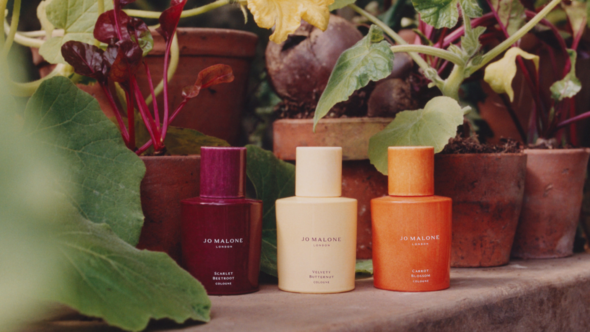 Three Jo Malone London cologne bottles in burgundy, cream, and orange among potted plants with green foliage and red flowers