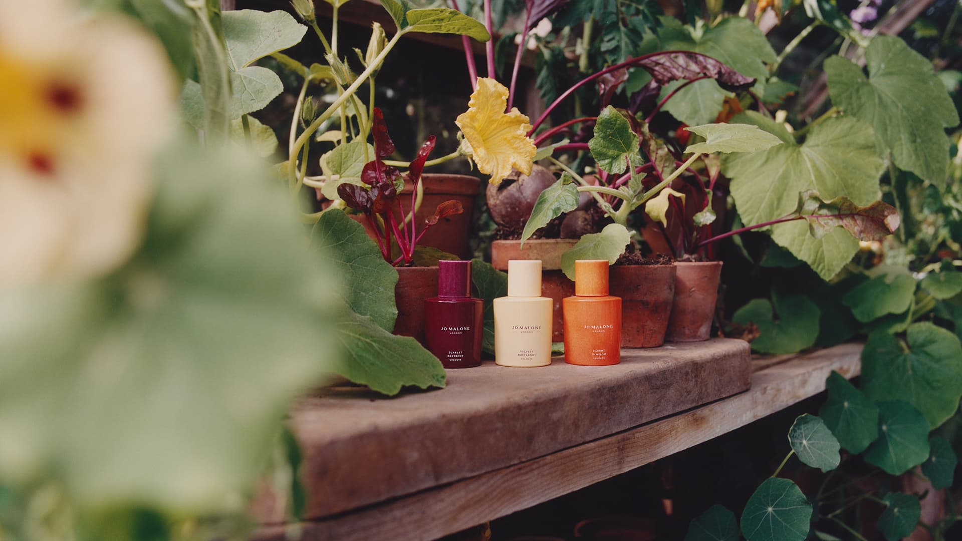 Three Jo Malone London fragrance bottles in red, cream and orange arranged among potted plants with vegetables and yellow flowers