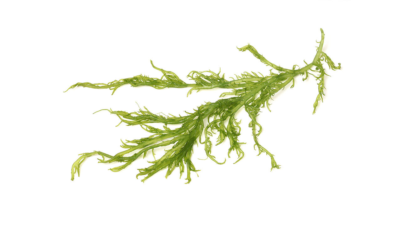 ingredient