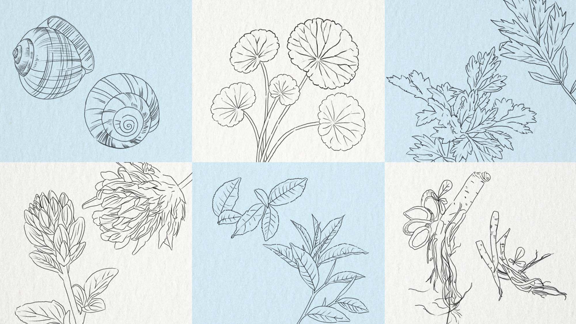 Collage of drawings and botanical drawings of natural ingredients in Korean Beauty products on paper texture.