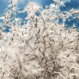 Byredo Cotton Poplin Candle lifestyle shot showing wispy white dandelion seeds against a bright blue sky, evoking the scent's airy, clean cotton