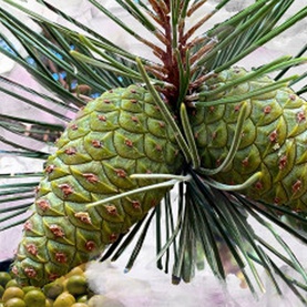 Gypsy Water Eau de Parfum