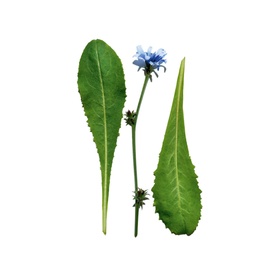 Everlasting Youth Fluid Foundation SPF 15