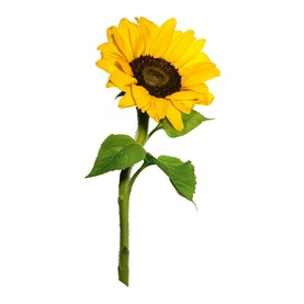 Extra Firming Neck & Decollete