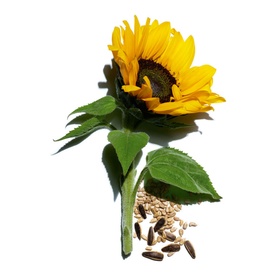 Extra Firming Neck & Decollete