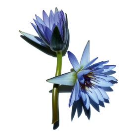 Wonder Perfect Mascara 4D Waterproof