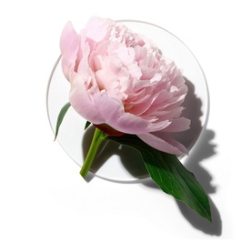 My Happy Peony Picnic