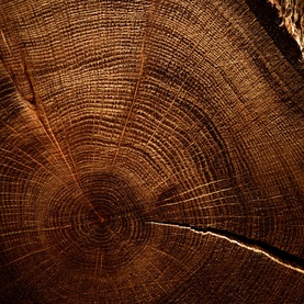 Close-up of rich wood cross-section with concentric rings, evoking the woody, smoky notes of Creed Aventus Eau de Parfum