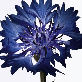 Diorshow Maximizer 3D Mascara Primer-Serum