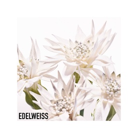 Diorsnow Essence of Light - Brightening Milk Serum