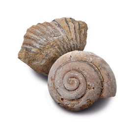 Excavation Kit Mini Fossil