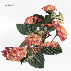 Eau de Rhubarbe &Eacute;carlate Eau de Cologne 100ml