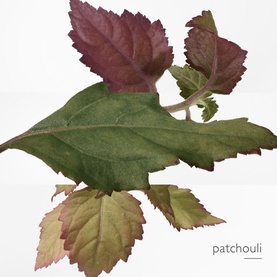 Twilly d'Herm&egrave;s Eau Poivr&eacute;e Eau de Parfum 50ml