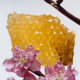 Nectarine Blossom & Honey Classic Candle