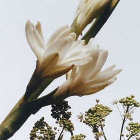 Tuberose Angelica Cologne Intense Body Creme