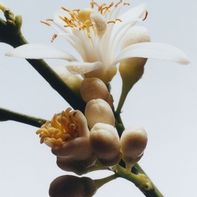 Orange Blossom Body & Hand Lotion