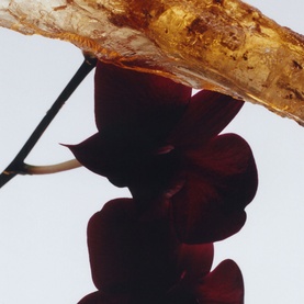 Dark Amber & Ginger Lily Cologne Intense Body Cr&egrave;me