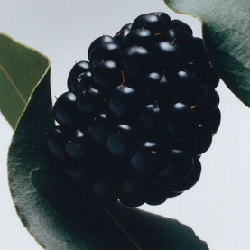 Blackberry & Bay Classic Candle