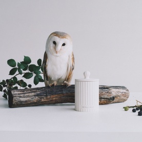 Wild Berry & Bramble Ceramic Candle 300g