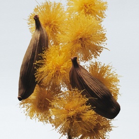 Mimosa & Cardamom Cologne