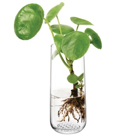 Market Bud Vase Clear