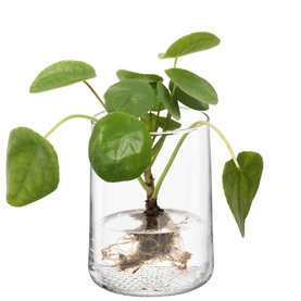 LSA Glassware Market Vase/Lantern in clear glass, styled with a small Pilea plant with visible roots in water