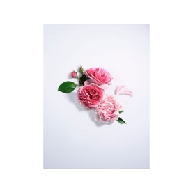 Rose Peonia Floral Perfume