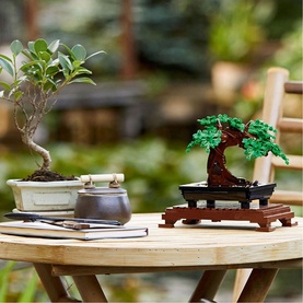 Bonsai Tree