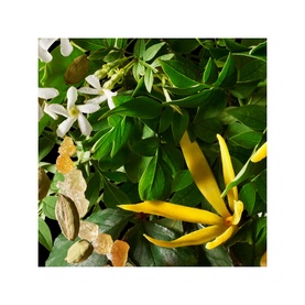 Ylang-Ylang Nourishing Body Lotion