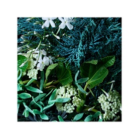Coastal Cypress & Sea Fennel Bath Salts