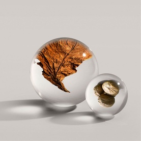 Tobacco Absolute Eau de Parfum