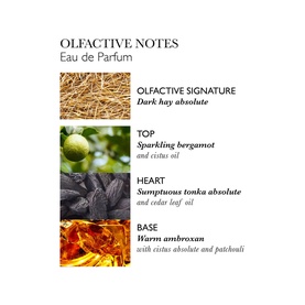 Molton Brown Neon Amber Eau De Parfum olfactive notes chart showing dark hay, bergamot, tonka absolute, and warm ambroxan layers.