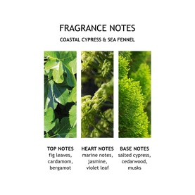Coastal Cypress & Sea Fennel Hand Lotion