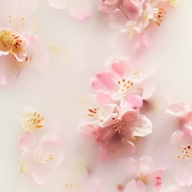 The Ritual of Sakura Refill Fragrance Sticks
