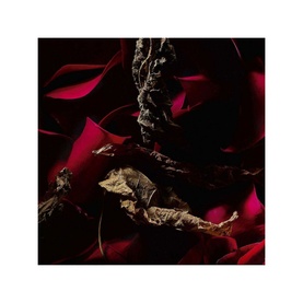 Rouge Velours Eau de Parfum