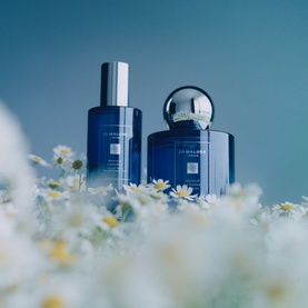 Moonlit Camomile Night Cologne