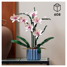 Orchid