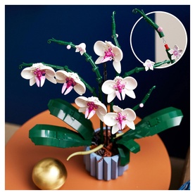 Orchid