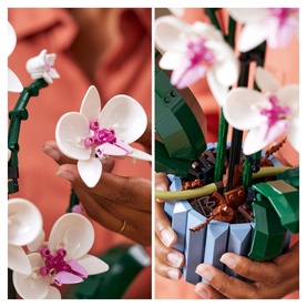 Orchid