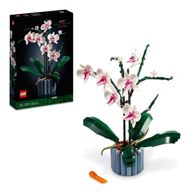 Orchid
