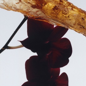 Dark Amber & Ginger Lily Cologne Intense