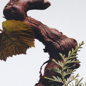 Cypress & Grapevine Cologne Intense