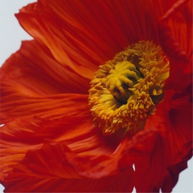 Scarlet Poppy Cologne Intense