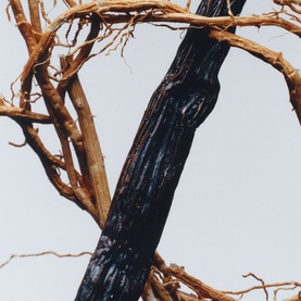 Vetiver & Golden Vanilla Cologne Intense